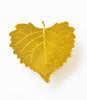 Cottonwood Leaf Magnet- Gold